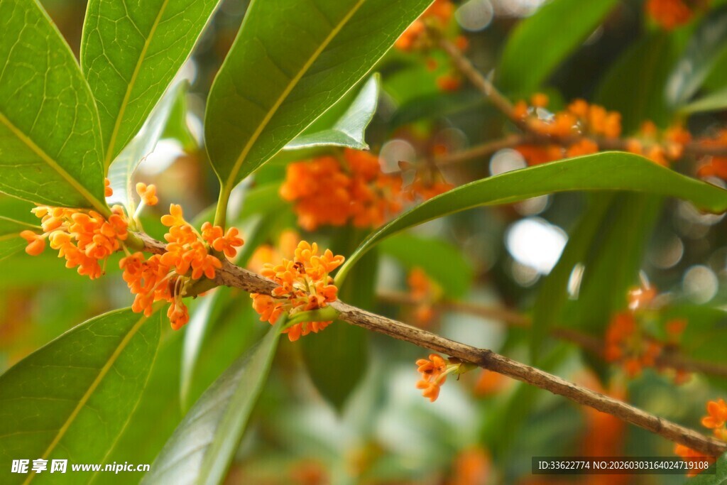 枝头橙花绽绿叶间