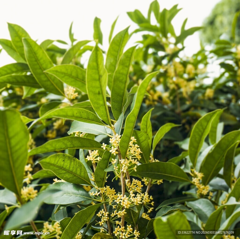 绿叶间的金黄桂花绽放