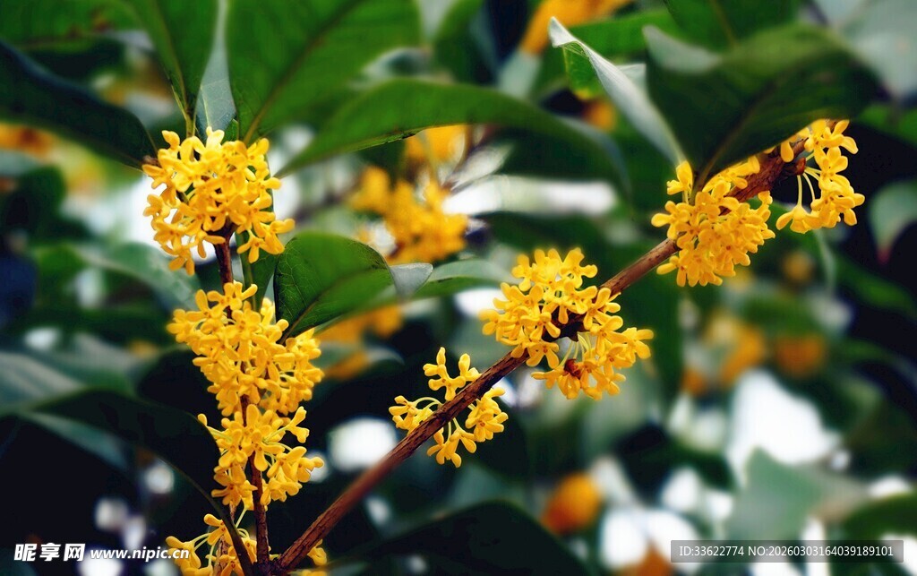 金黄桂花枝蔓绽放