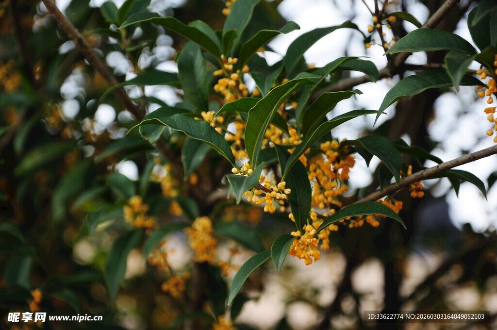 枝头绽放的金黄桂花