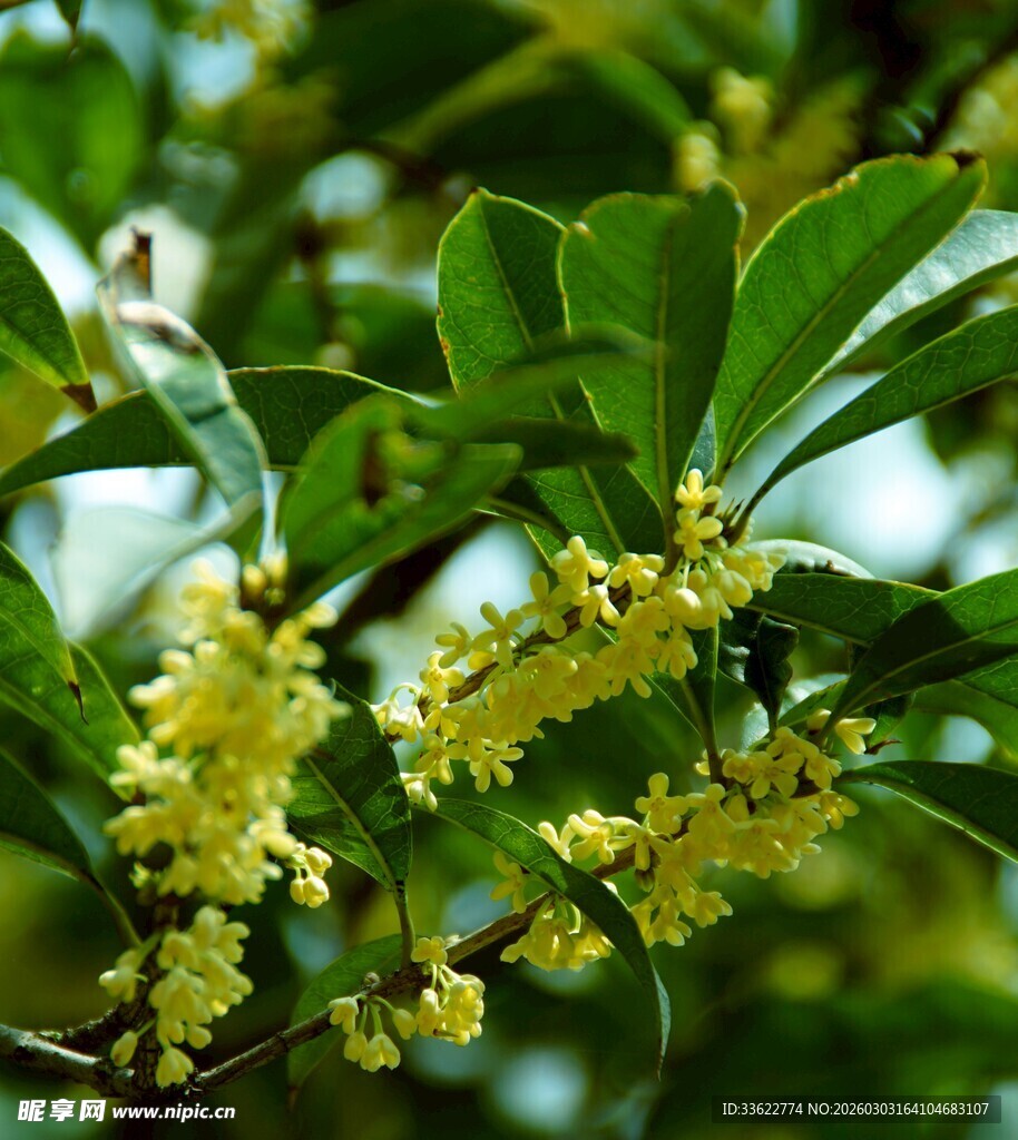 枝头绽放的金黄桂花