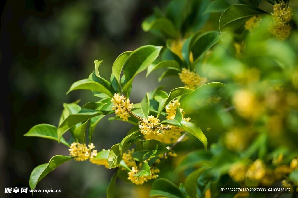 枝头绽放的黄色小花