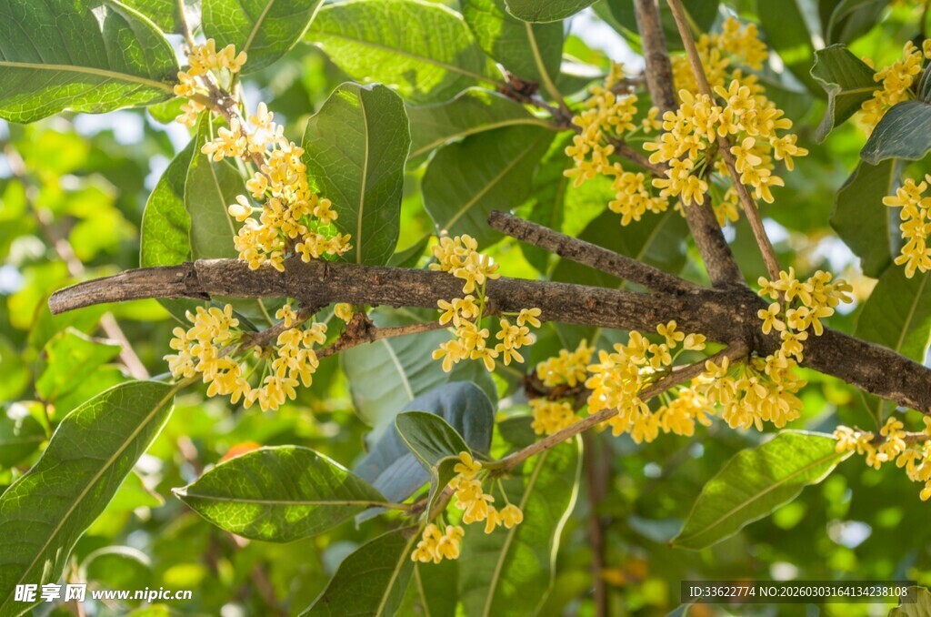 枝头绽放的金黄桂花