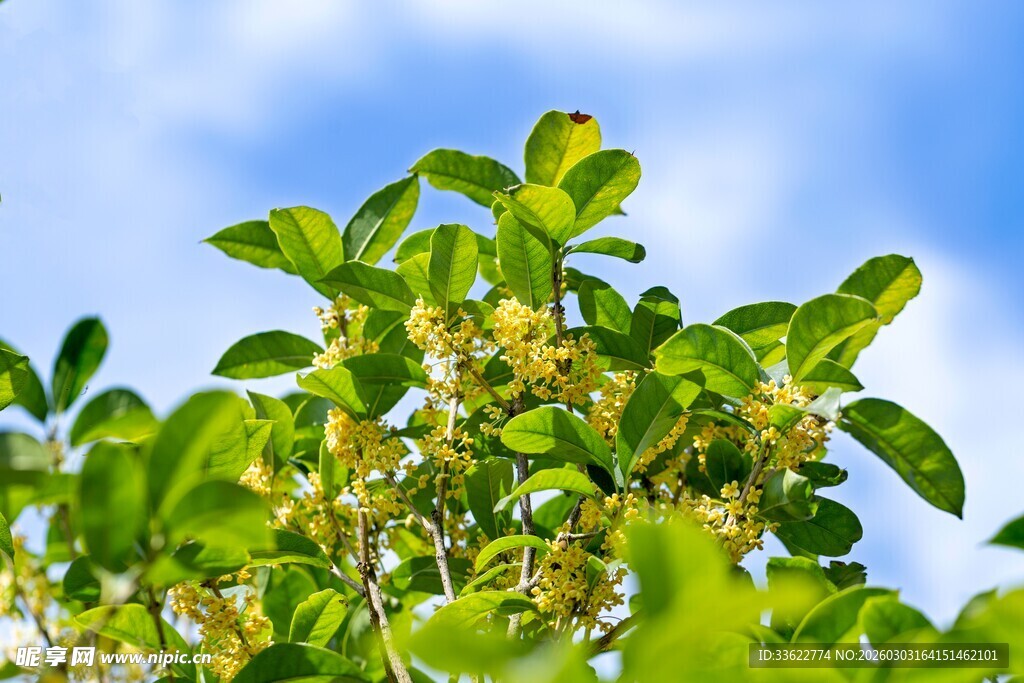 绿叶繁花映蓝天