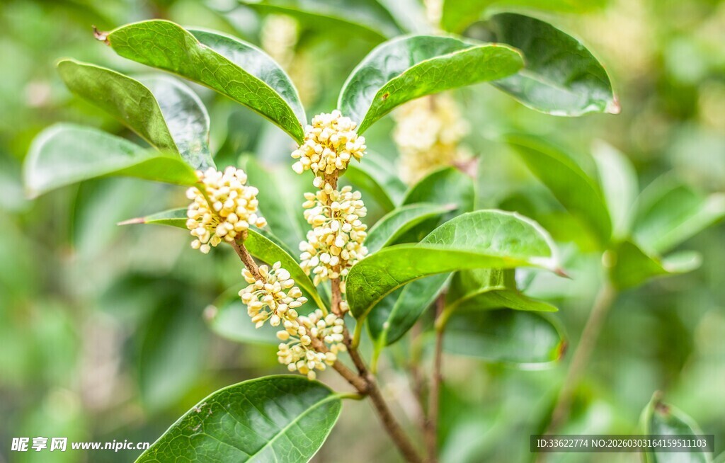 绿叶间的黄色小花