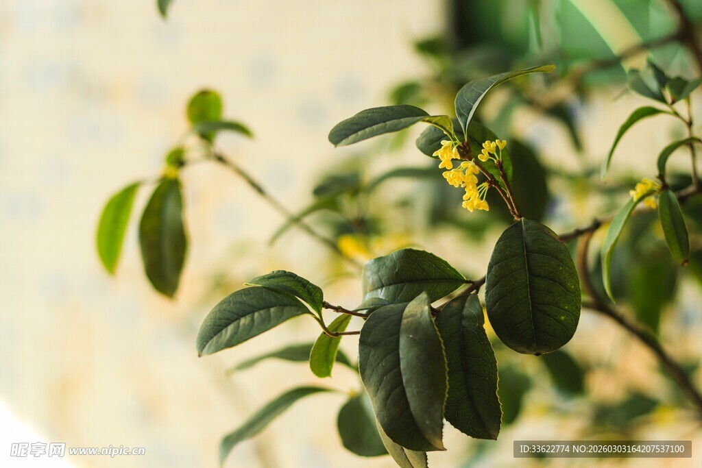 枝头绿叶间的点点黄花