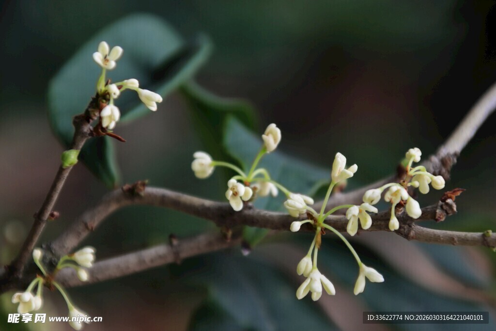 枝头绽放的白色小花