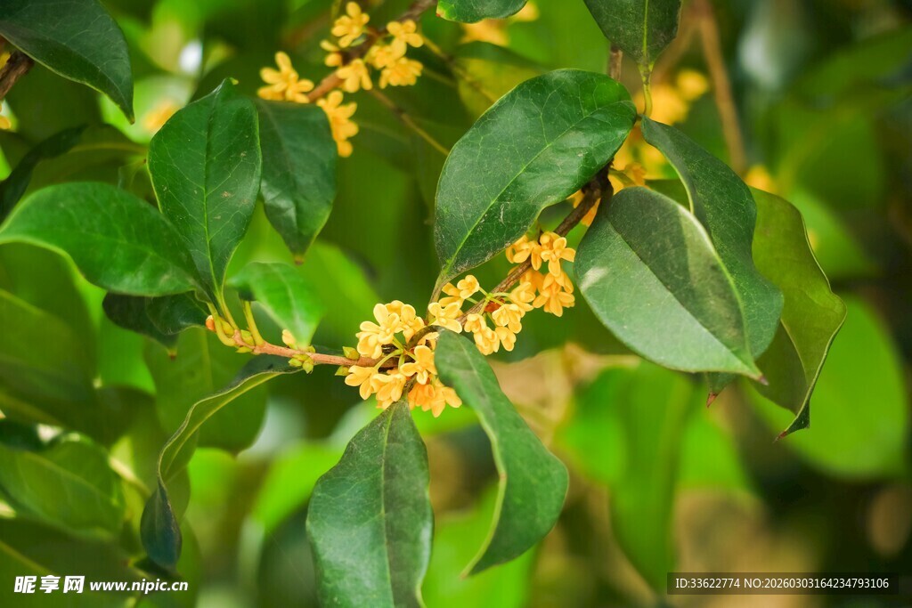 枝头绽放的金黄桂花