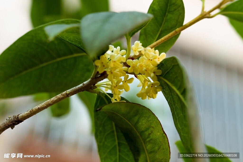 枝头绽放的黄色桂花