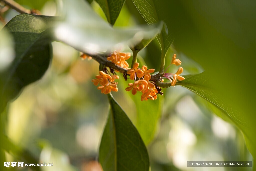 枝头橙花绽绿叶间