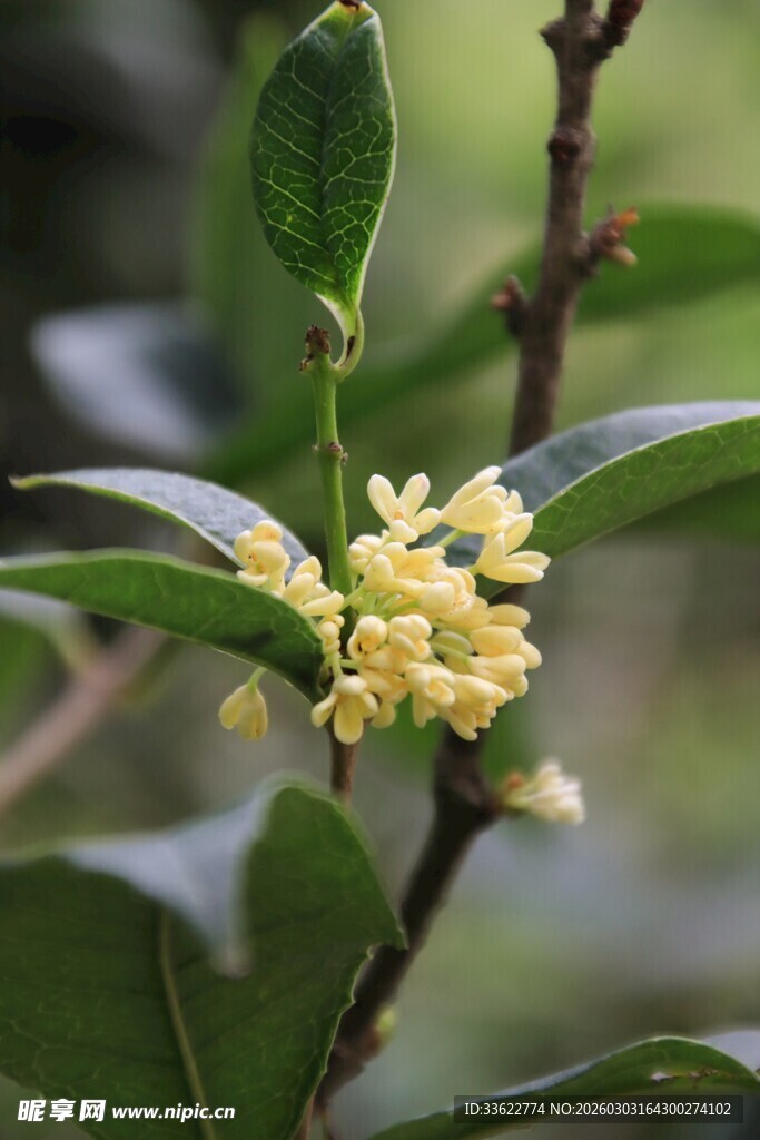 枝头绽放的金黄桂花