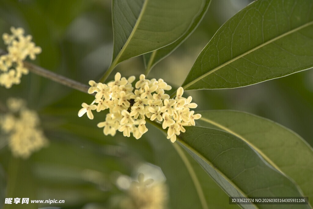 桂花绽放于绿叶间