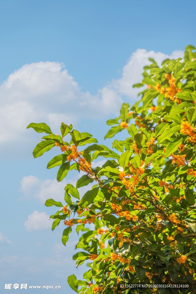 枝头果实与蓝天绿叶