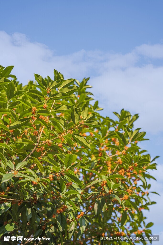 绿叶间的橙色果实