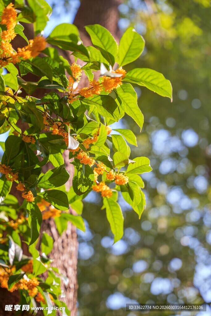 枝头橙果绿叶相映成趣