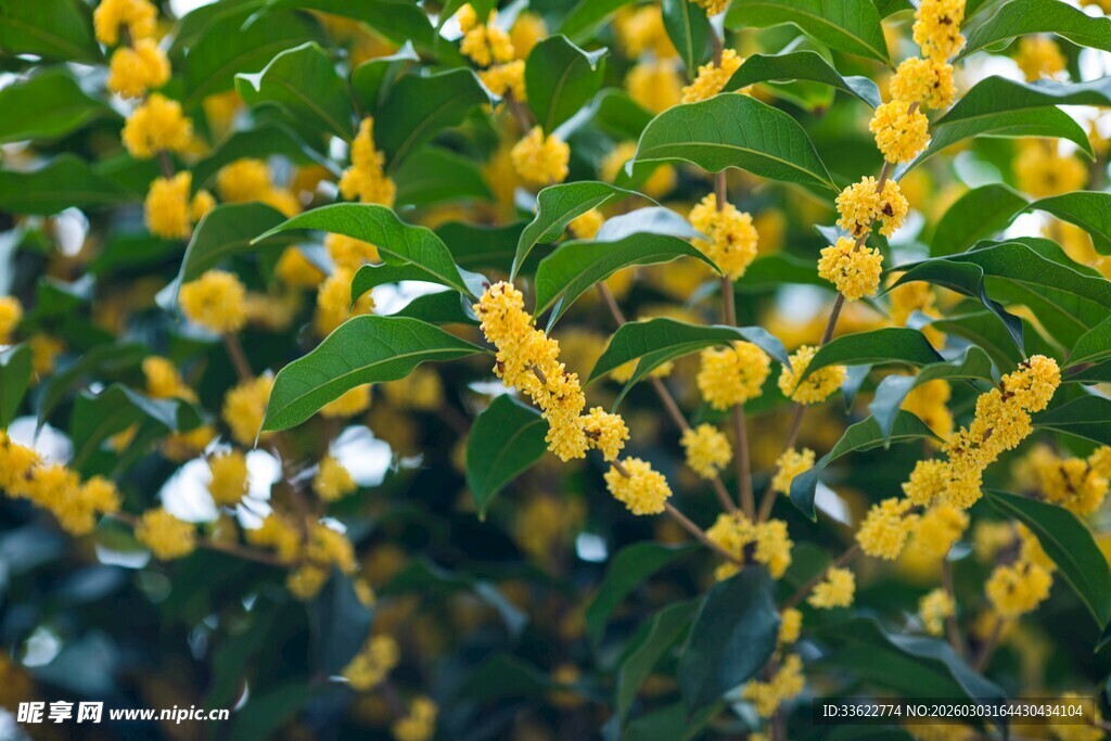 金黄花朵点缀绿叶间