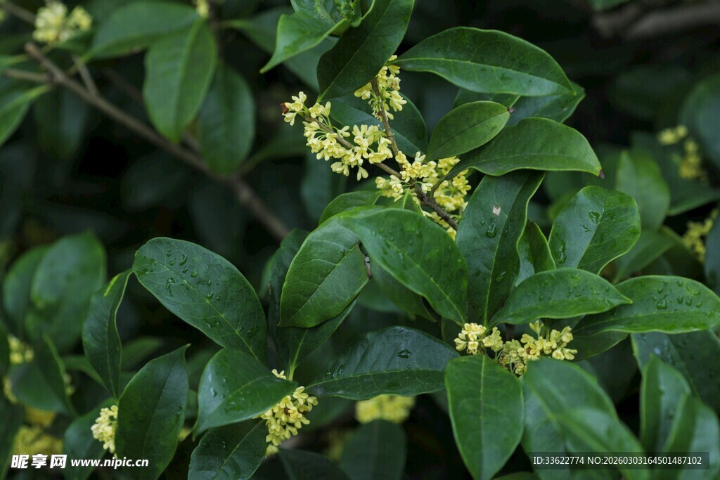 绿叶间的黄色桂花绽放