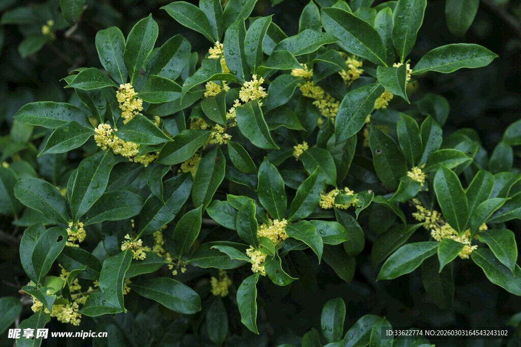 绿叶间的黄色小花