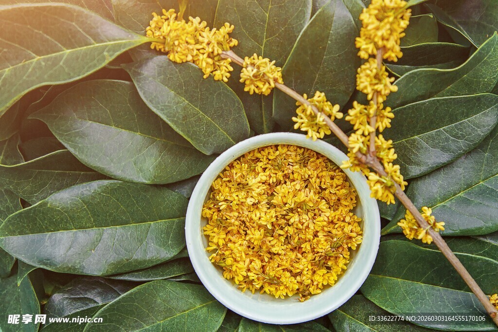 碗中桂花与枝叶的美丽景象