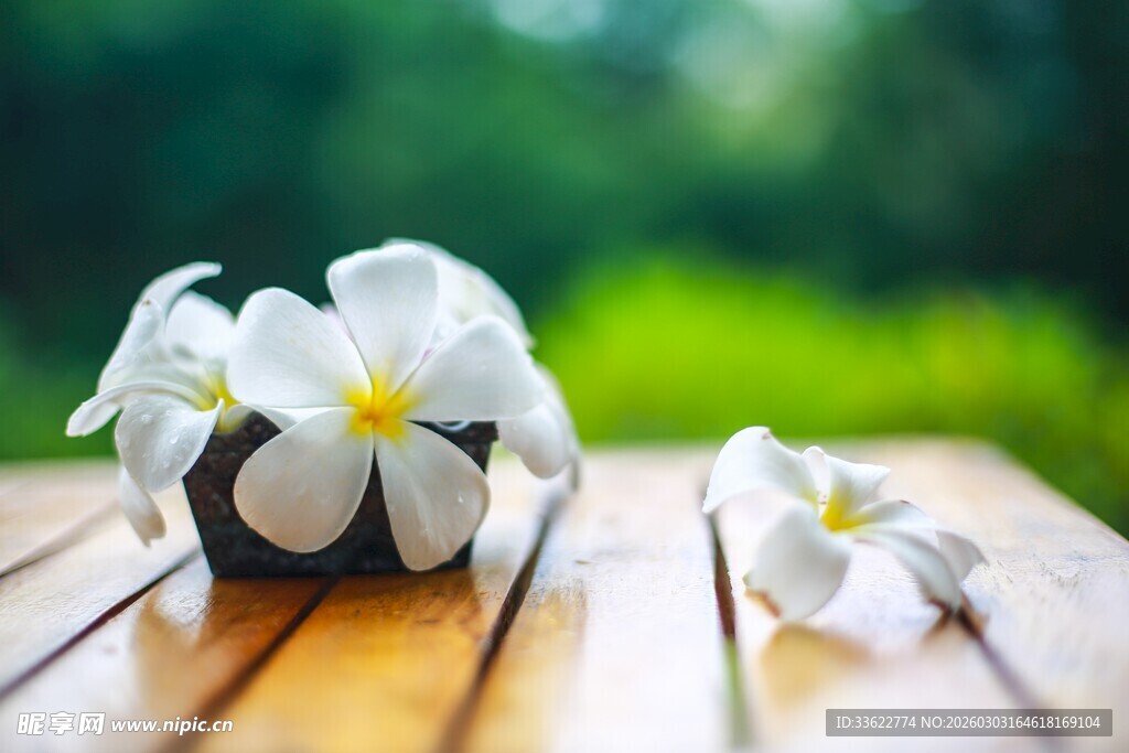 木桌上的素雅白色鸡蛋花