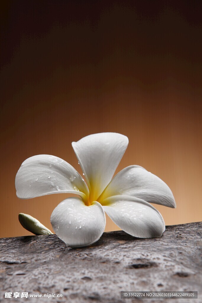 孤芳自赏的白色鸡蛋花