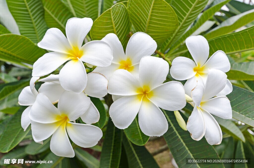 洁白鸡蛋花绽放绿叶间