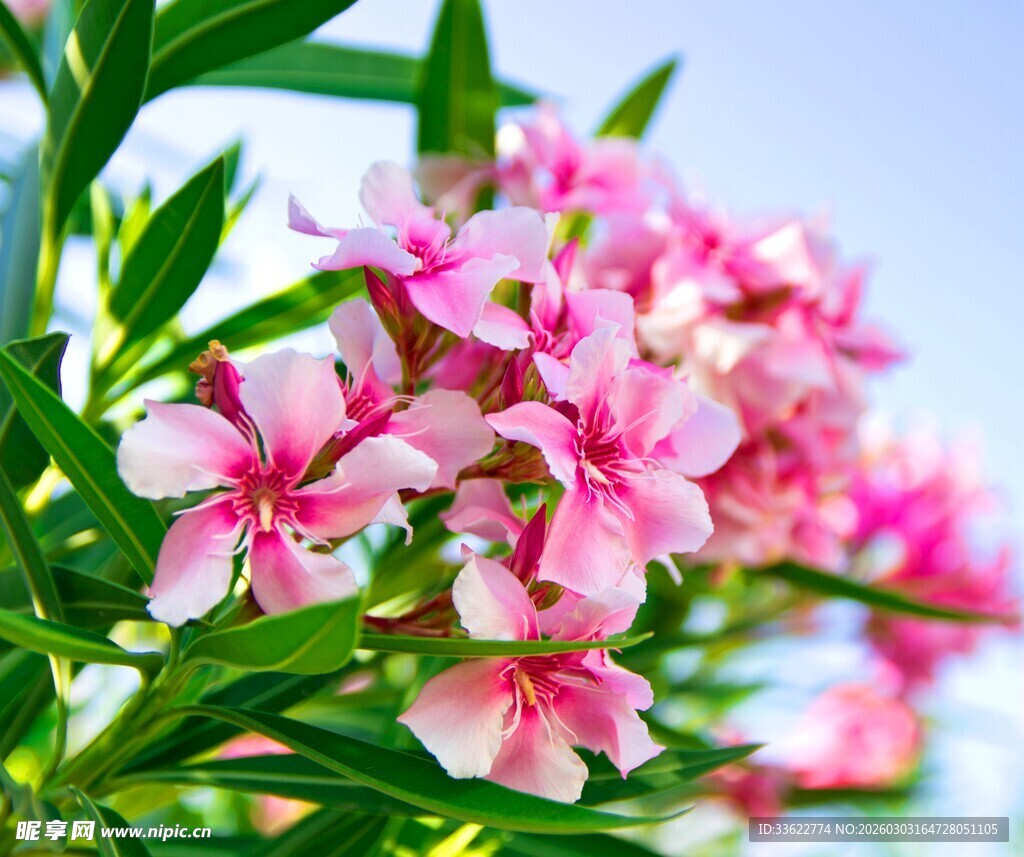 娇艳夹竹桃绽放