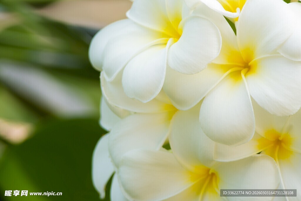 洁白鸡蛋花绽放