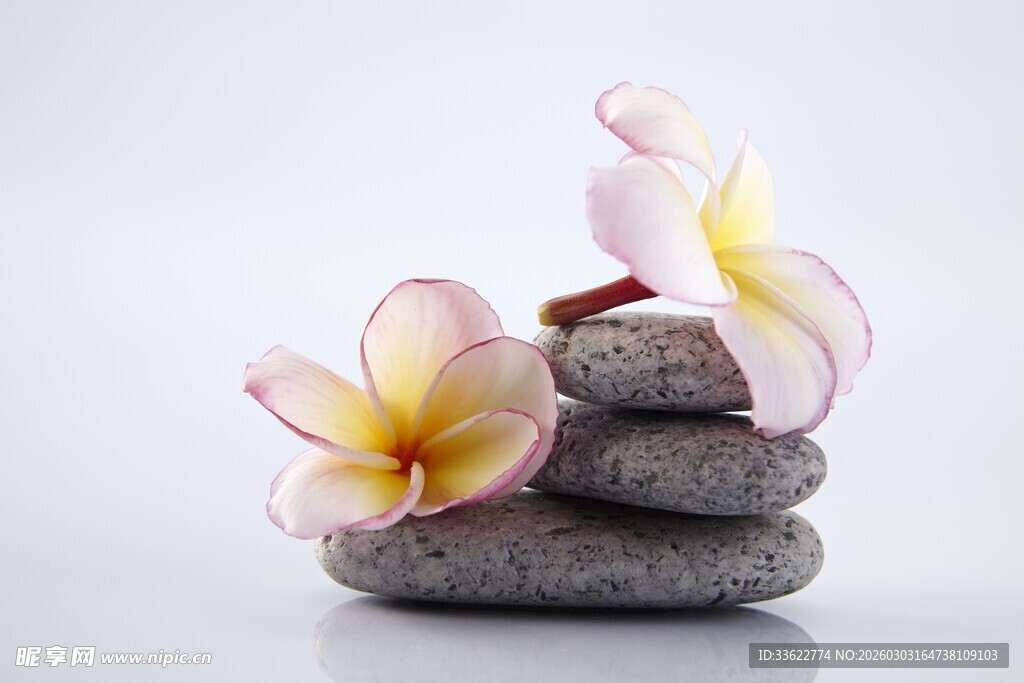 石上绽放的鸡蛋花美景