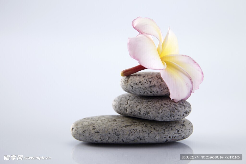 石上鸡蛋花静谧禅意景