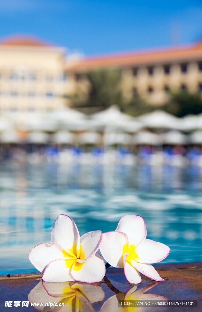 泳池旁绽放的素雅花朵