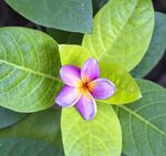 娇艳鸡蛋花与翠绿叶片