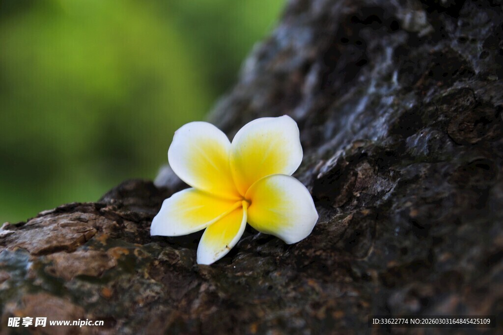 树干上的鸡蛋花
