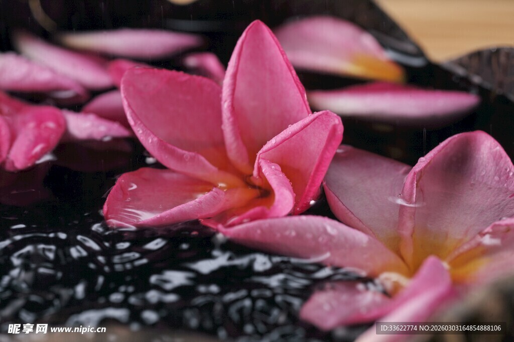 水中绽放的娇艳粉色花朵