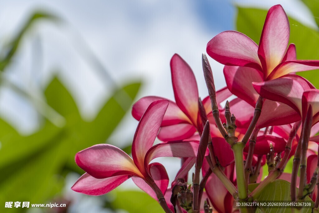娇艳粉色鸡蛋花绽放
