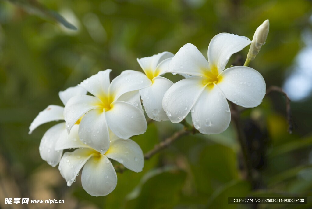 洁白鸡蛋花绽放枝头