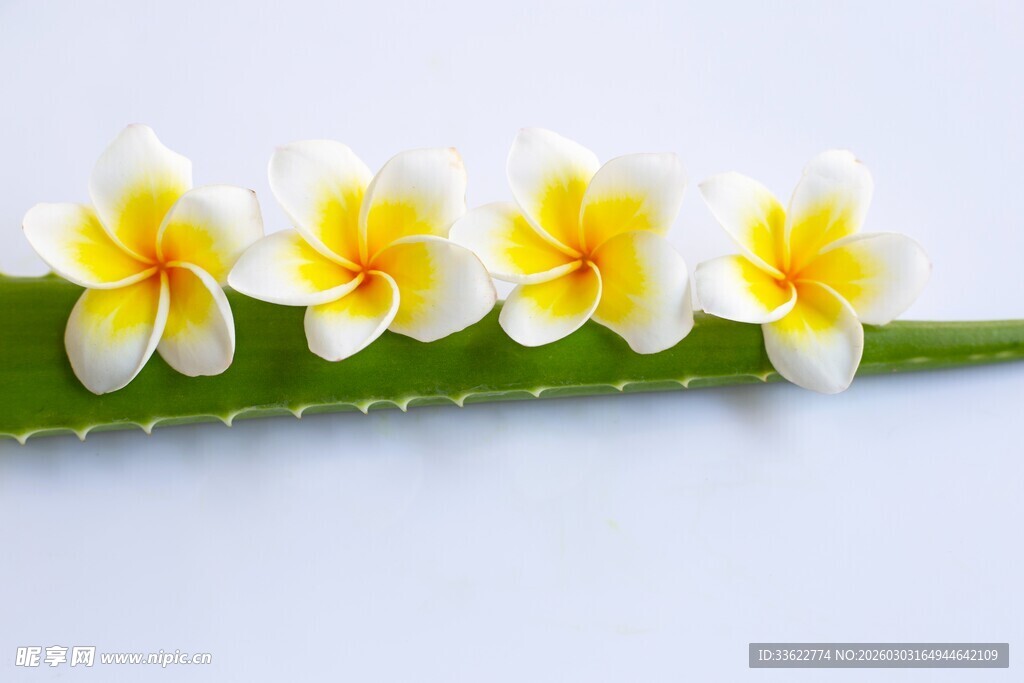 四朵鸡蛋花置于绿叶上