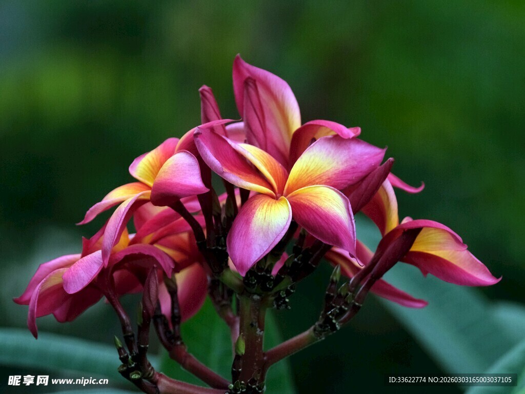 多彩鸡蛋花绽放