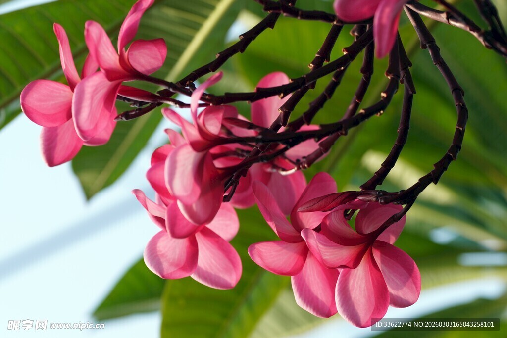 粉红鸡蛋花绽放枝头