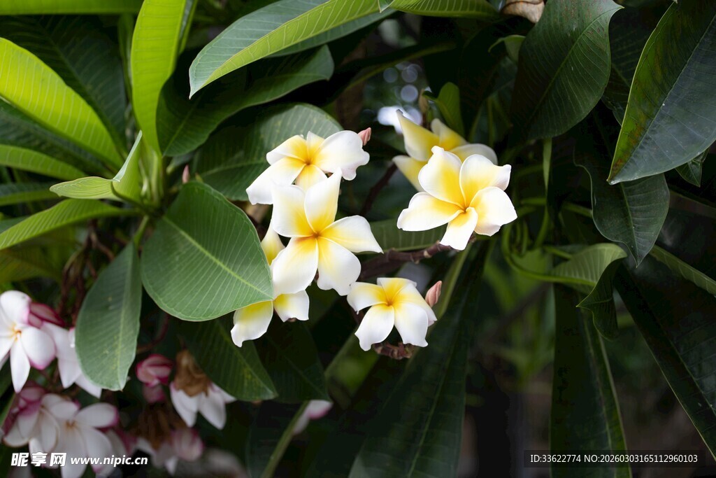 白色黄蕊花朵绽放绿叶间
