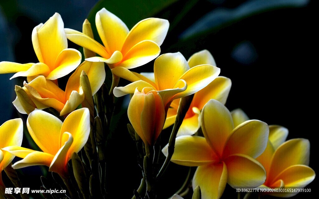 美丽黄色鸡蛋花绽放