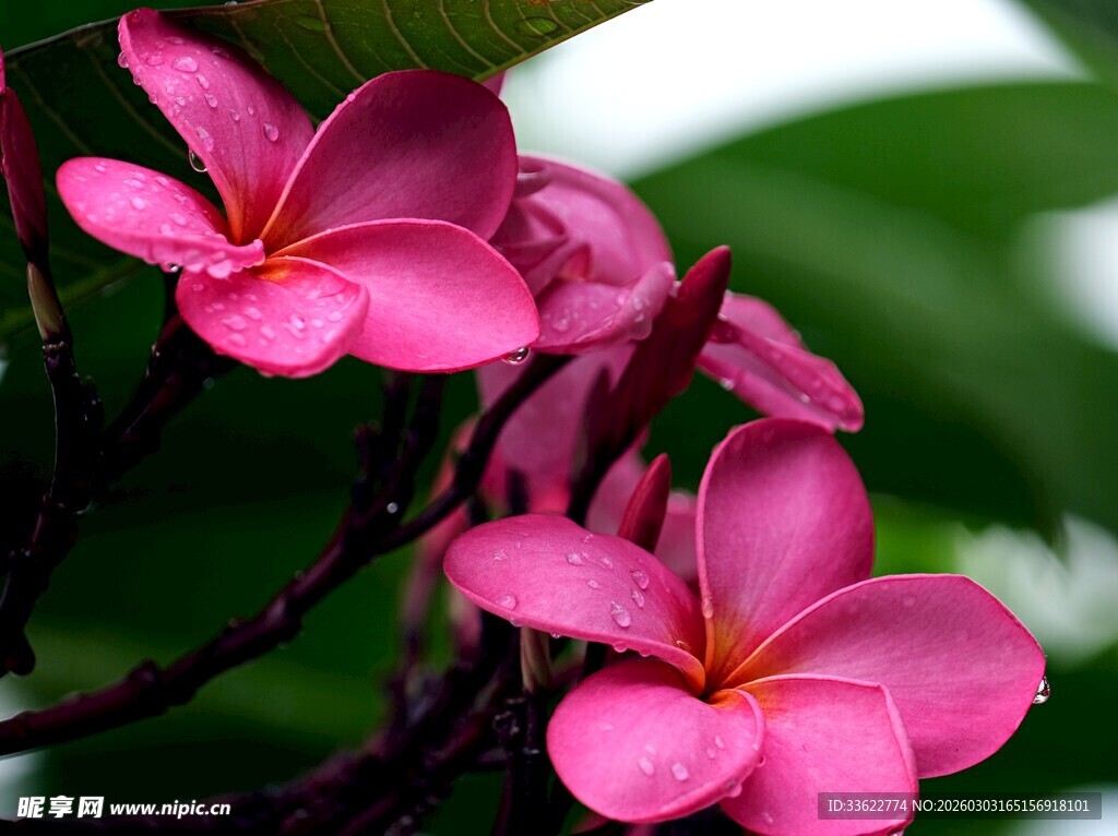 娇艳粉色鸡蛋花绽放