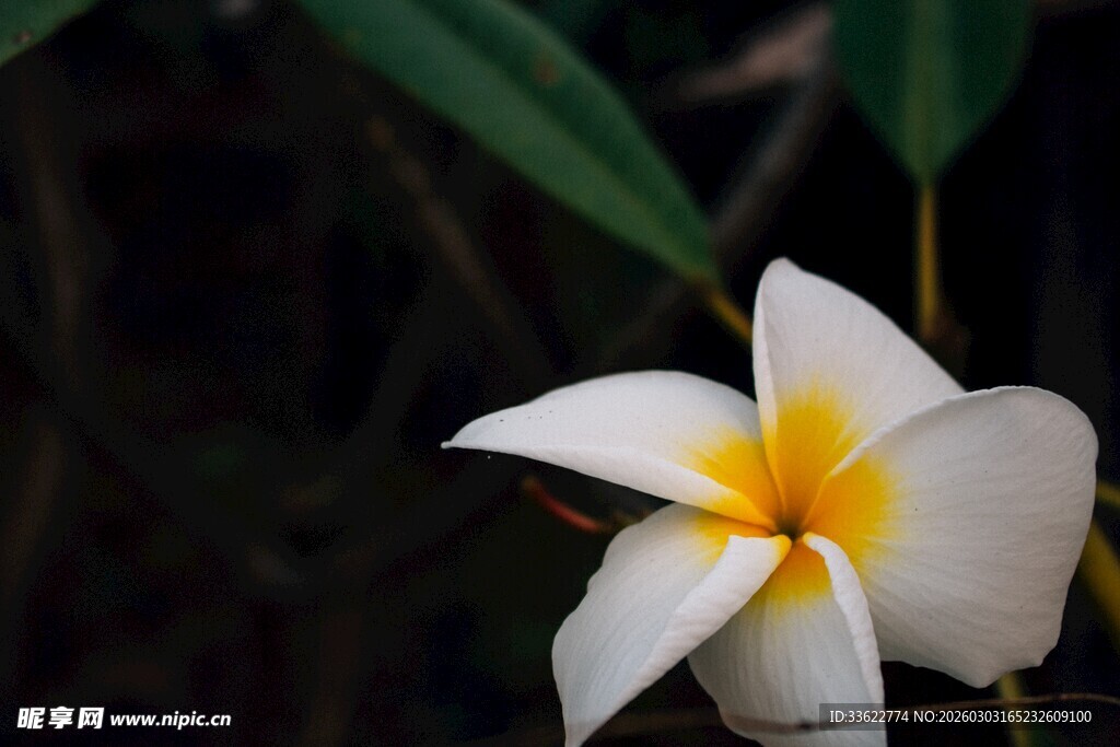 素雅鸡蛋花绽放