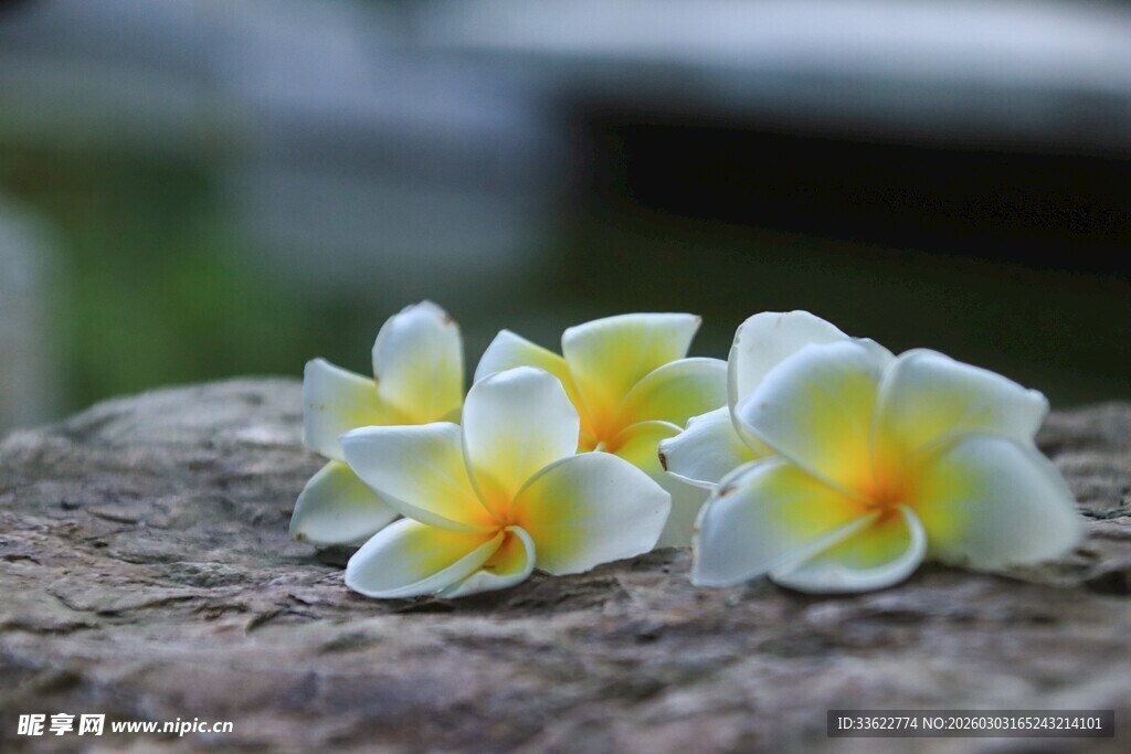 石上绽放的美丽鸡蛋花