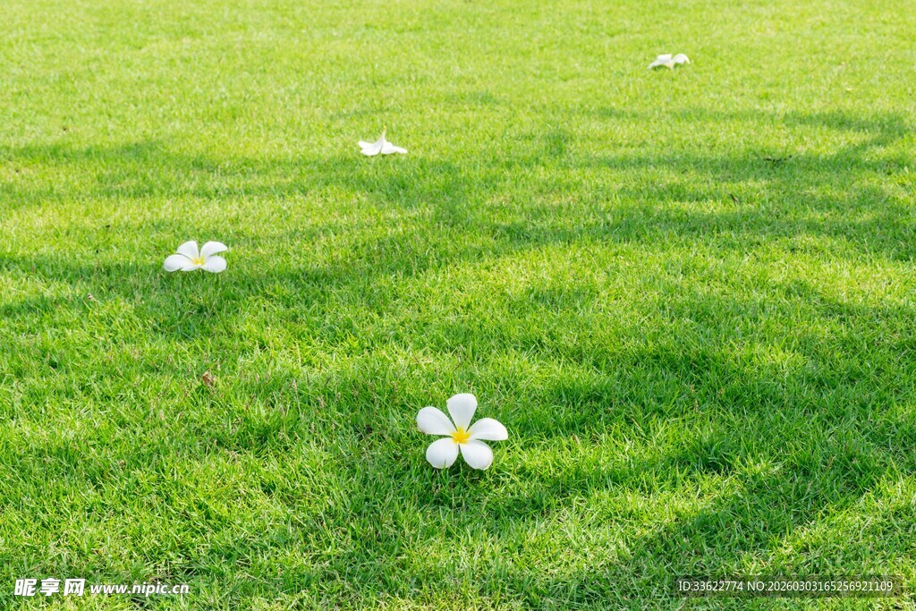 绿草间绽放的素雅小花