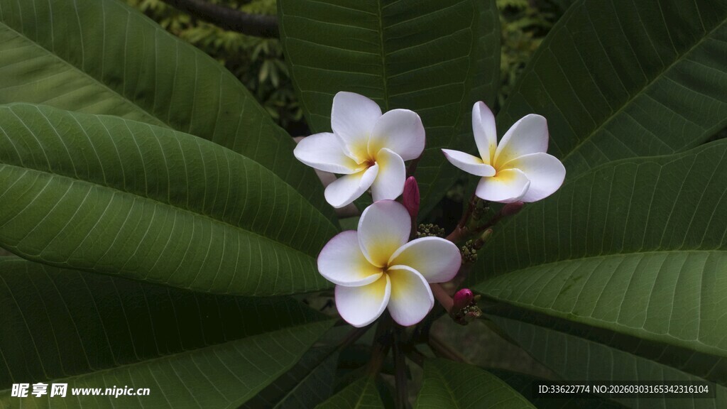 三朵鸡蛋花绽放绿叶间
