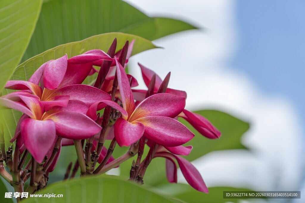 娇艳鸡蛋花绽放绿叶间