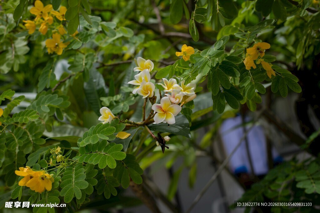 枝头绽放的黄色小花