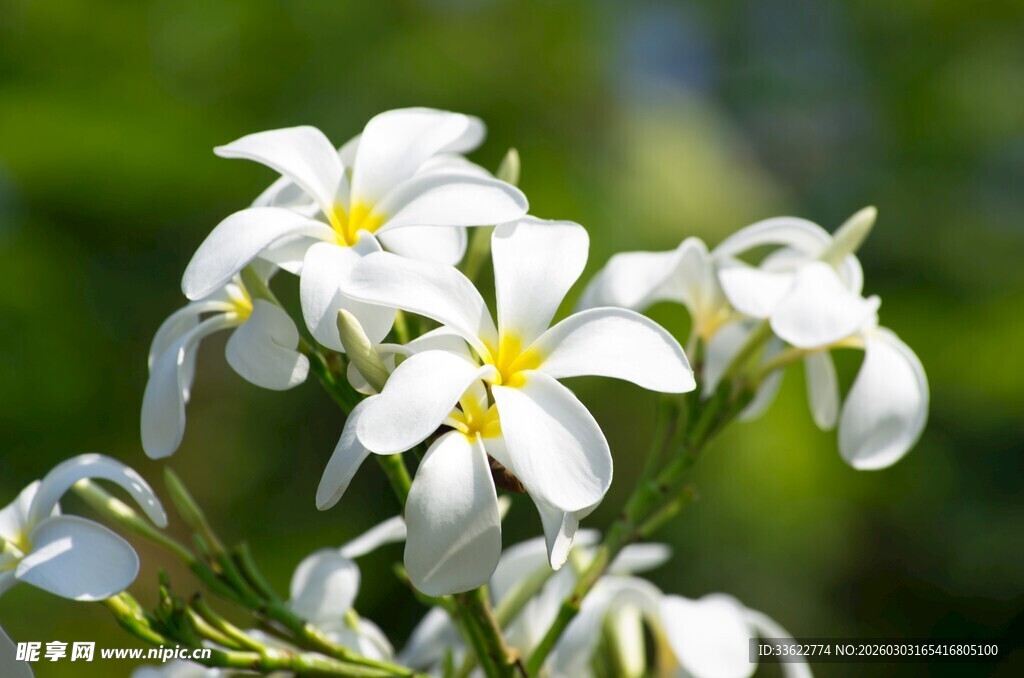 清新白色小花绽放