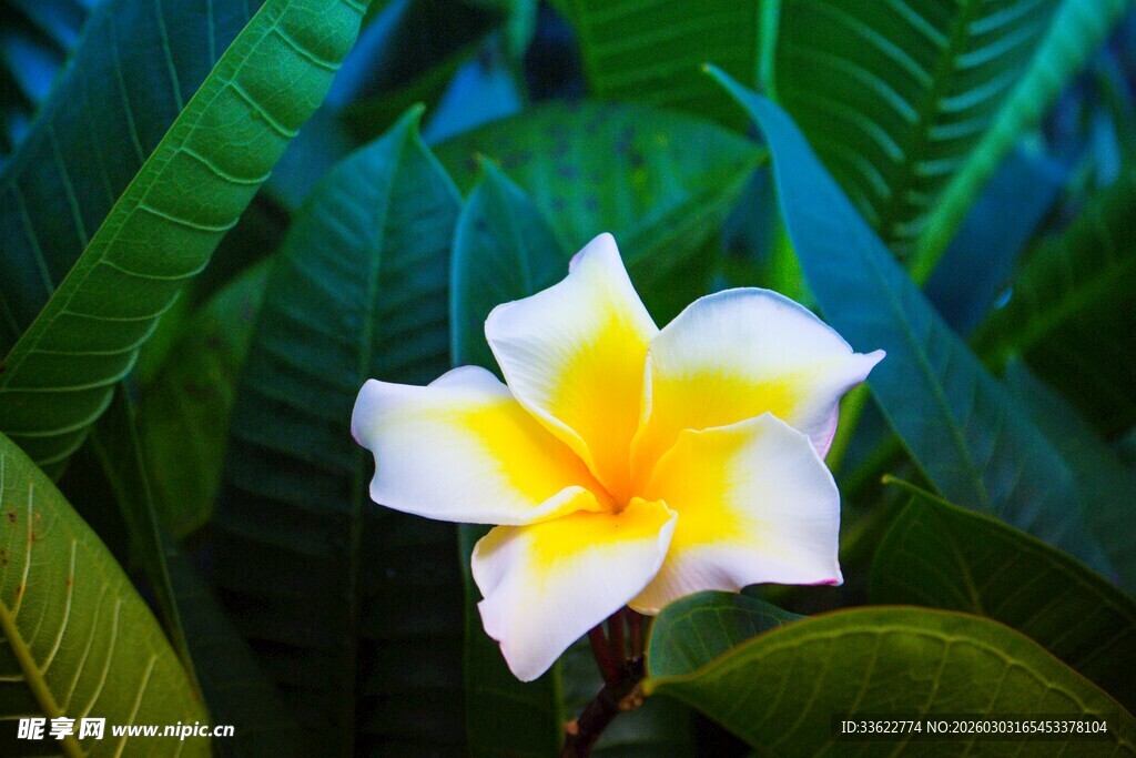 娇艳鸡蛋花绽放绿叶间